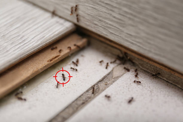 Best Flea Control Services  in Kingston, TN