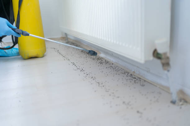 Best Wasp Removal Services  in Kingston, TN